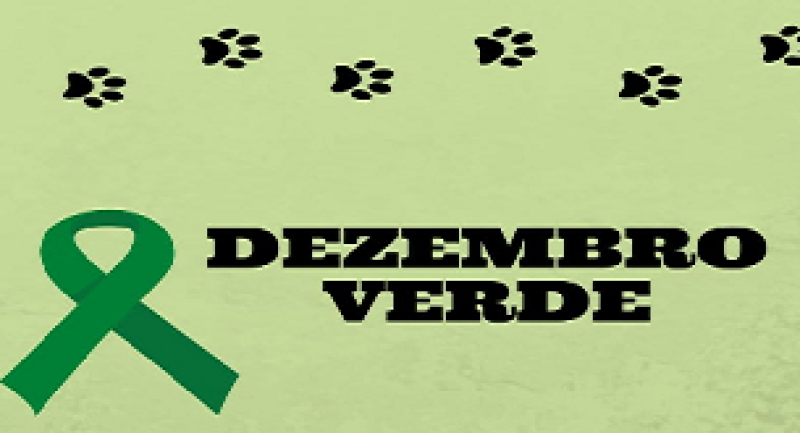 Diga não ao abandono de animais!